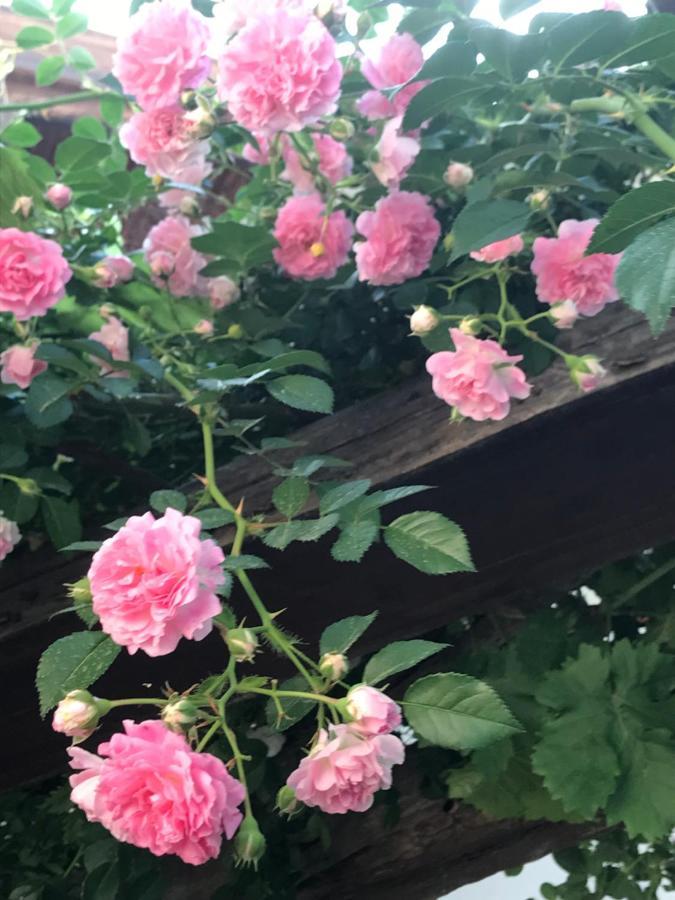Lasmari'S Bouquet Sykopetra 외부 사진